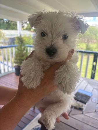 West Highland White Terrier for sale by CHESLEYWEST