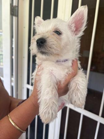 West Highland White Terrier for sale by CHESLEYWEST