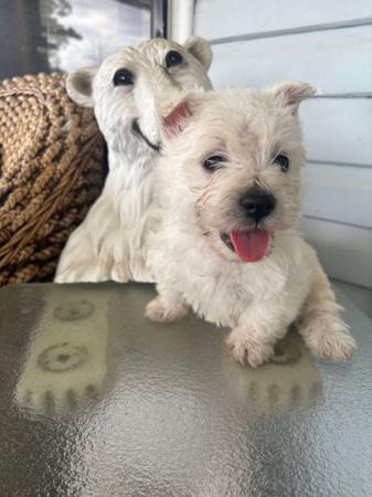 West Highland White Terrier for sale by CHESLEYWEST