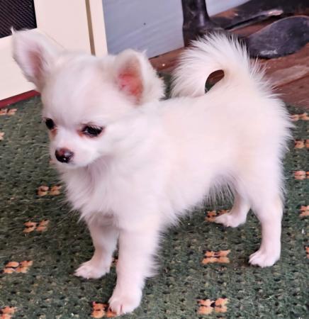 Chihuahua (Long Coat) puppy for sale by LUZONCHEE 
