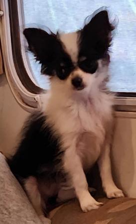 Chihuahua (Long Coat) puppy for sale by LUZONCHEE