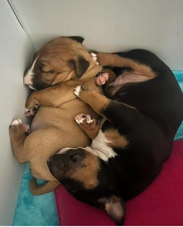 Bull Terrier (Miniature) for sale by SHARONWATENE