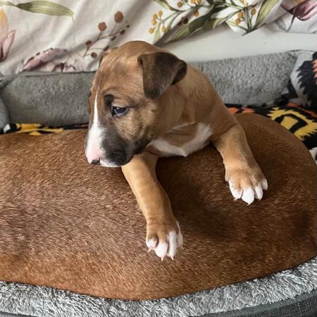Bull Terrier (Miniature) for sale by BULLSHUI