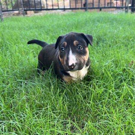 Bull Terrier (Miniature) for sale by BULLSHUI