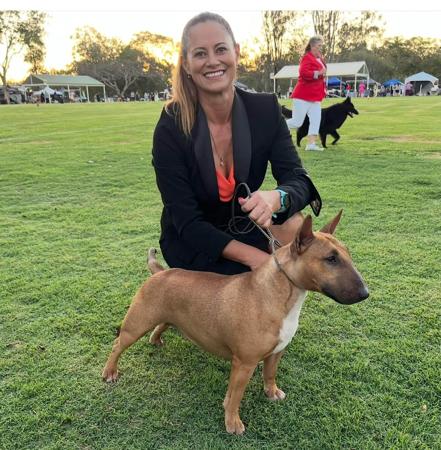 Bull Terrier (Miniature) for sale by BULLSHUI