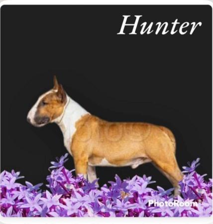 Bull Terrier (Miniature) for sale by BULLSHUI