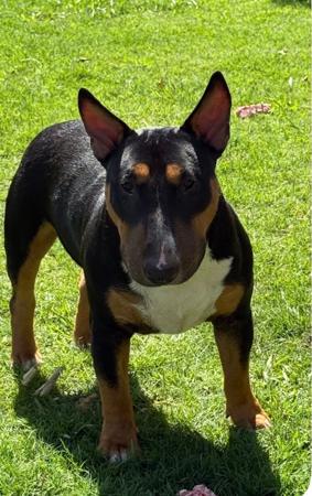 Bull Terrier (Miniature) for sale by BULLSHUI