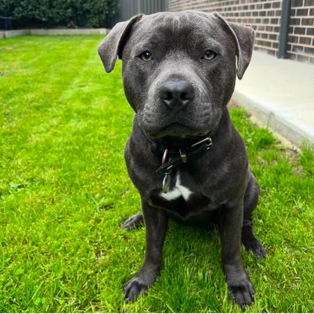 Staffordshire Bull Terrier for sale by SROBLUE