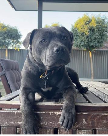 Staffordshire Bull Terrier for sale by SROBLUE