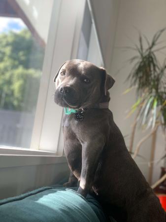 Staffordshire Bull Terrier for sale by SROBLUE