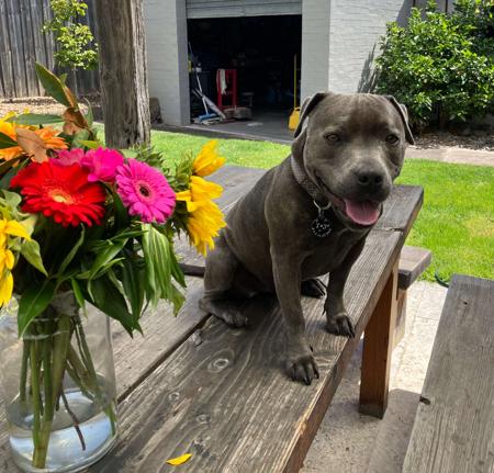 Staffordshire Bull Terrier for sale by SROBLUE