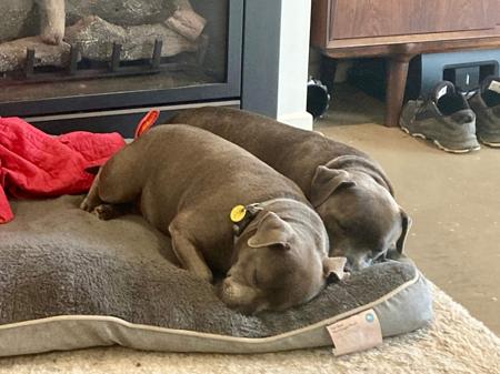 Staffordshire Bull Terrier for sale by SROBLUE