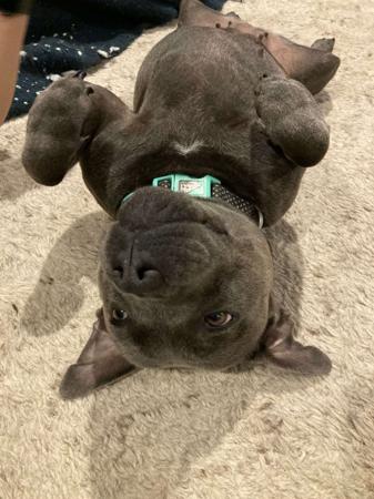 Staffordshire Bull Terrier for sale by SROBLUE