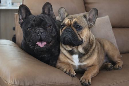 French Bulldog for sale by MOOEYGOO