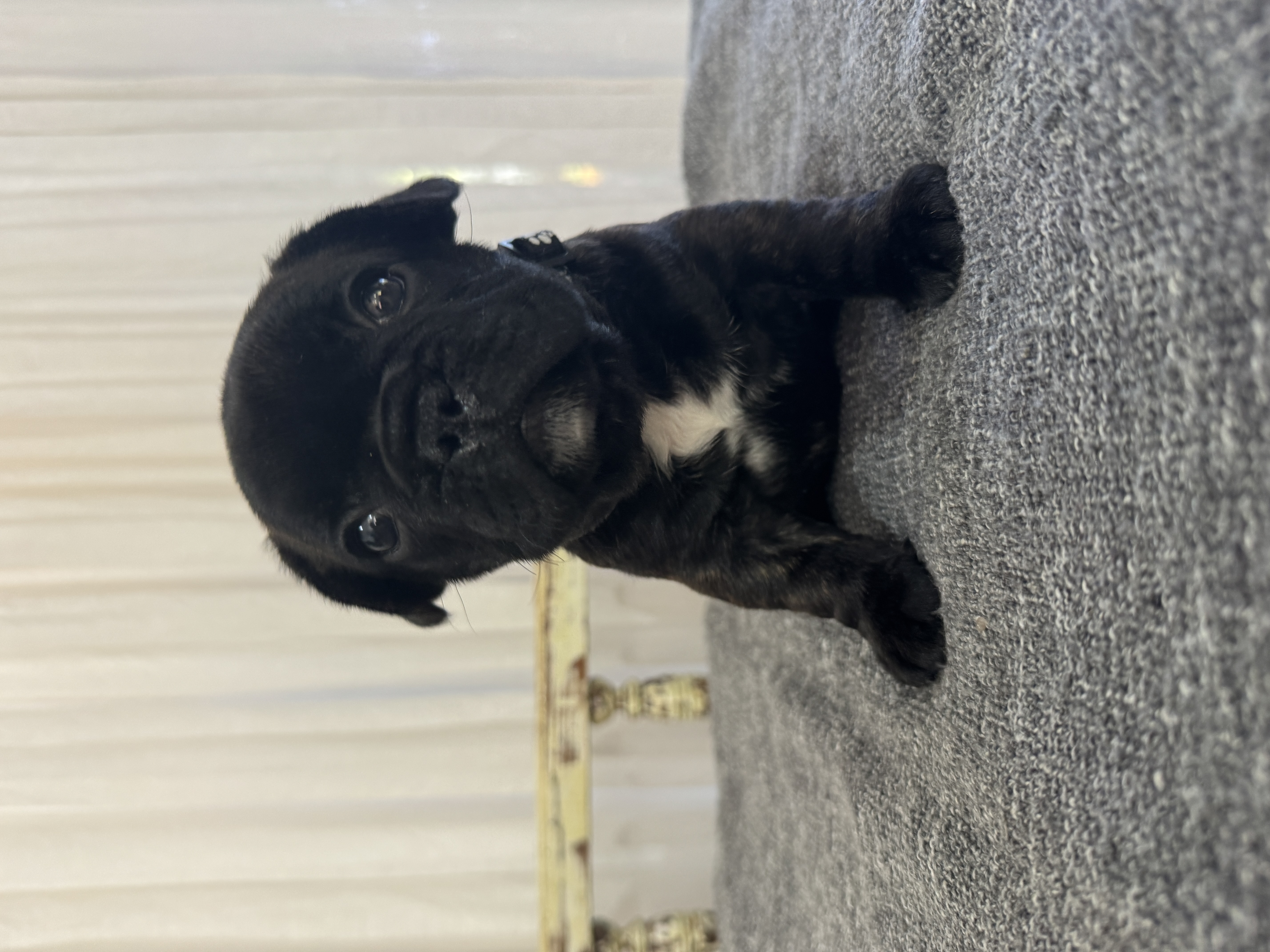 French Bulldog for sale by MOOEYGOO
