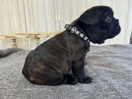 French Bulldog for sale by MOOEYGOO