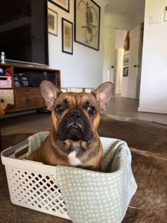 French Bulldog for sale by MOOEYGOO