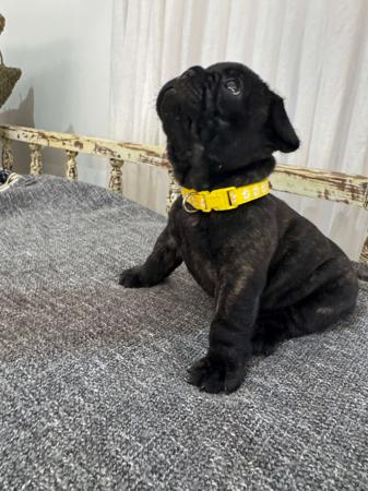 French Bulldog for sale by MOOEYGOO