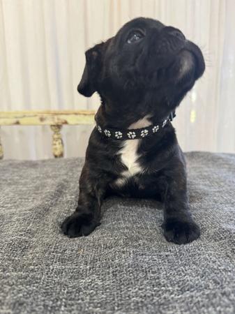 French Bulldog for sale by MOOEYGOO