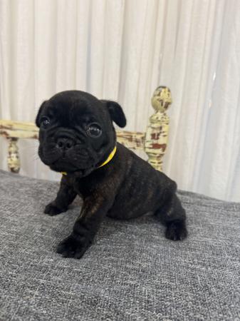 French Bulldog for sale by MOOEYGOO