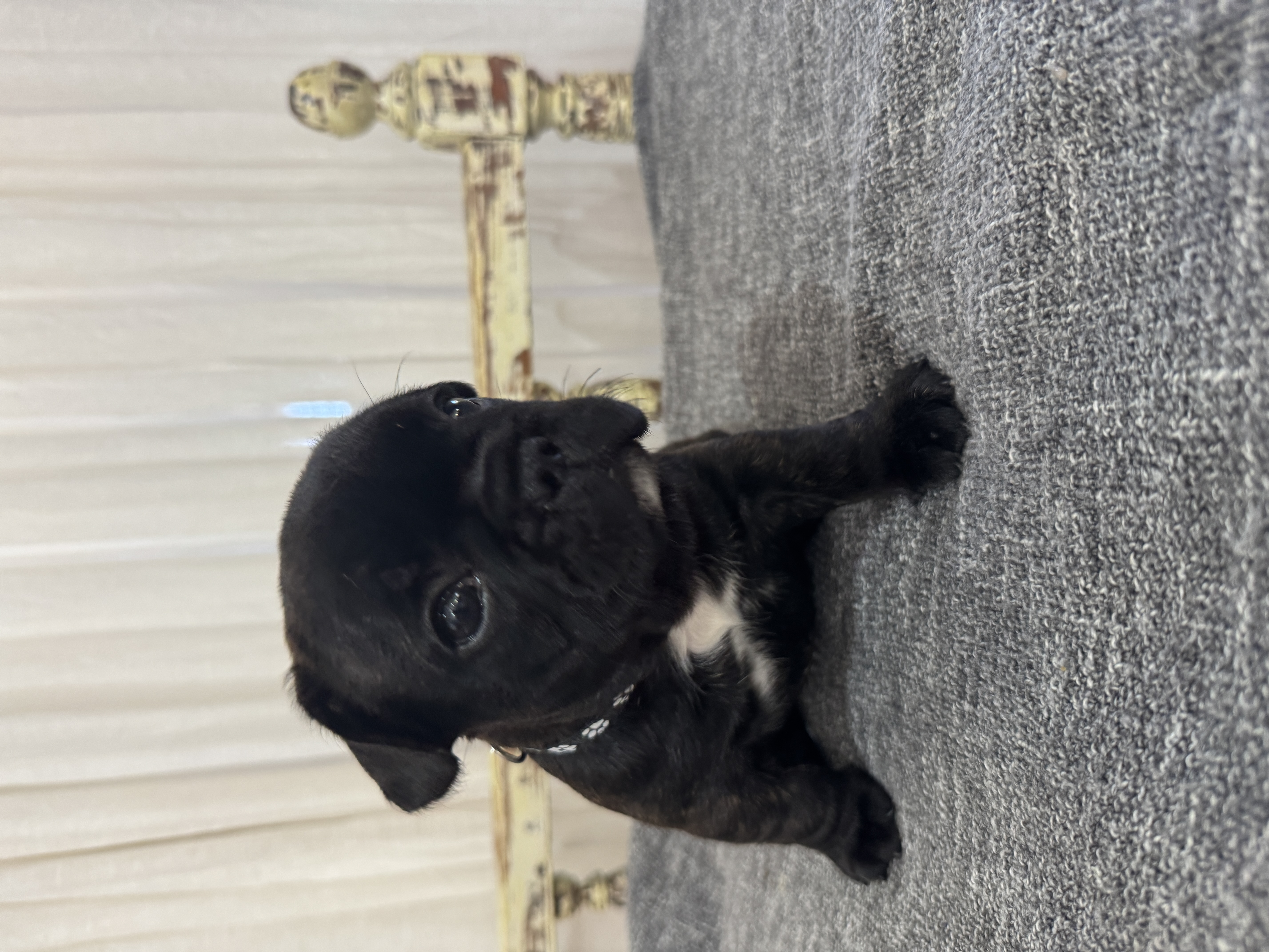 French Bulldog for sale by MOOEYGOO