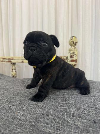 French Bulldog for sale by MOOEYGOO