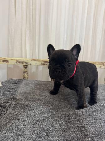 French Bulldog for sale by MOOEYGOO