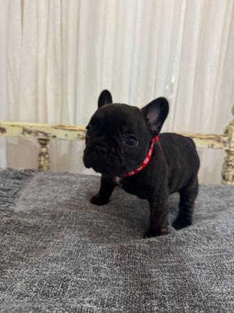 French Bulldog for sale by MOOEYGOO