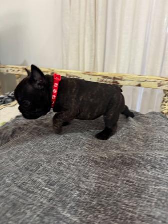 French Bulldog for sale by MOOEYGOO