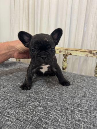 French Bulldog for sale by MOOEYGOO