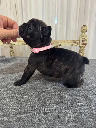 French Bulldog for sale by MOOEYGOO