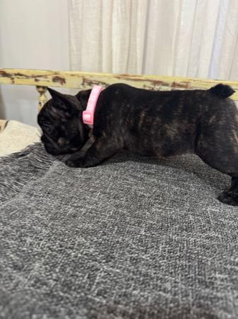French Bulldog for sale by MOOEYGOO