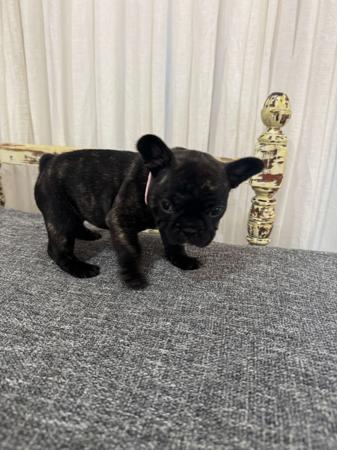French Bulldog for sale by MOOEYGOO