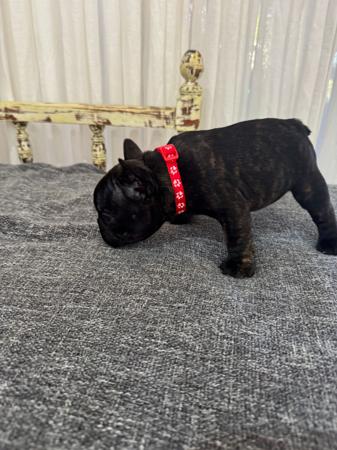 French Bulldog for sale by MOOEYGOO