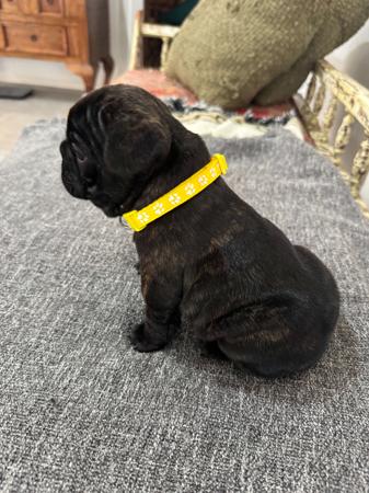 French Bulldog for sale by MOOEYGOO