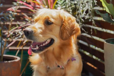 Golden Retriever for sale by RAESOFGOLD