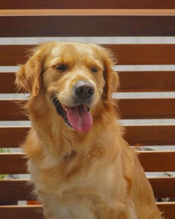 Golden Retriever for sale by RAESOFGOLD