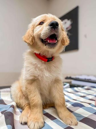 Golden Retriever for sale by RAESOFGOLD