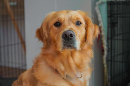 Golden Retriever for sale by RAESOFGOLD