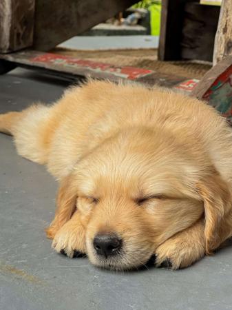 Golden Retriever puppy for sale by RAESOFGOLD