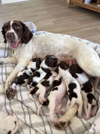English Springer Spaniel for sale by OJRURO