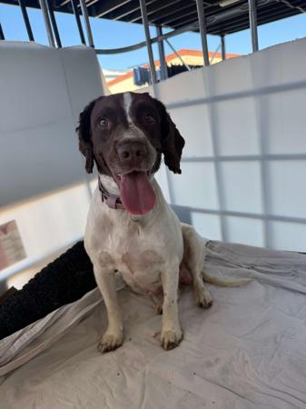 English Springer Spaniel for sale by OJRURO