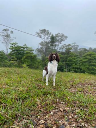 English Springer Spaniel for sale by OJRURO