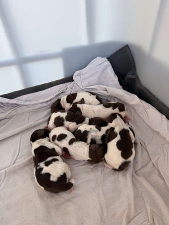 English Springer Spaniel for sale by OJRURO