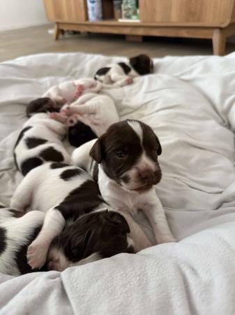 English Springer Spaniel for sale by OJRURO