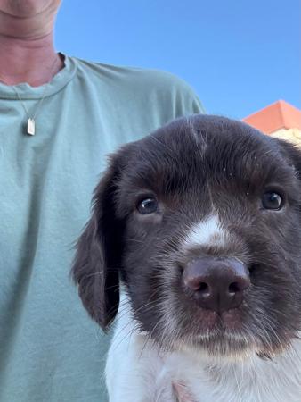 English Springer Spaniel for sale by OJRURO