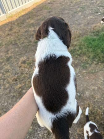 English Springer Spaniel for sale by OJRURO