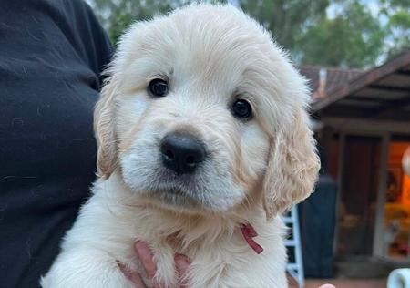 Golden Retriever for sale by OHANAGOLDENS