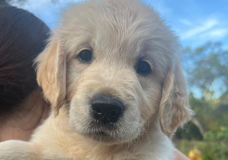 Golden Retriever for sale by OHANAGOLDENS
