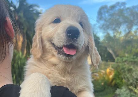 Golden Retriever for sale by OHANAGOLDENS